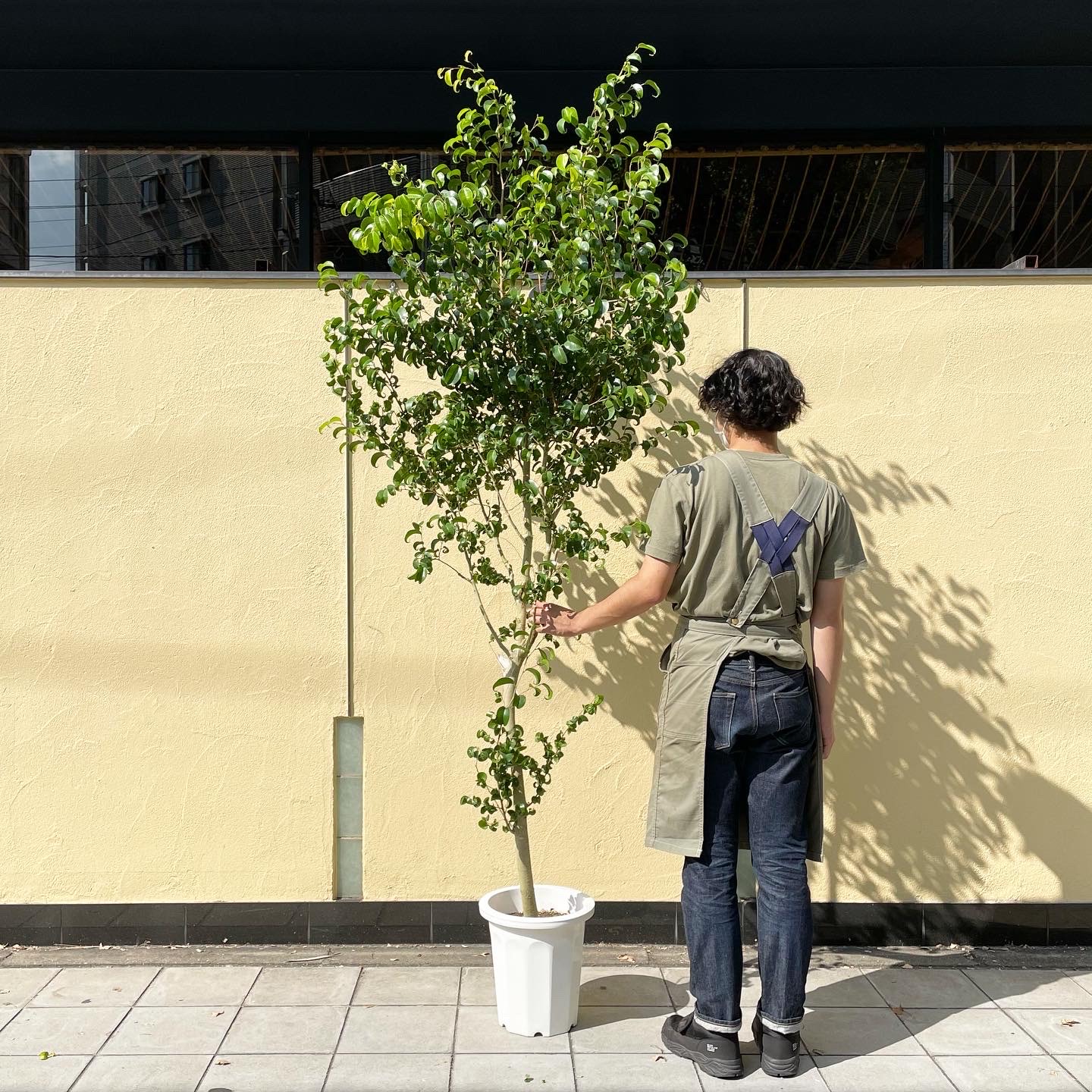 特大サイズのベンジャミン・バロックが入荷しました！ | 大阪市福島の観葉植物の店 OSLO オスロ