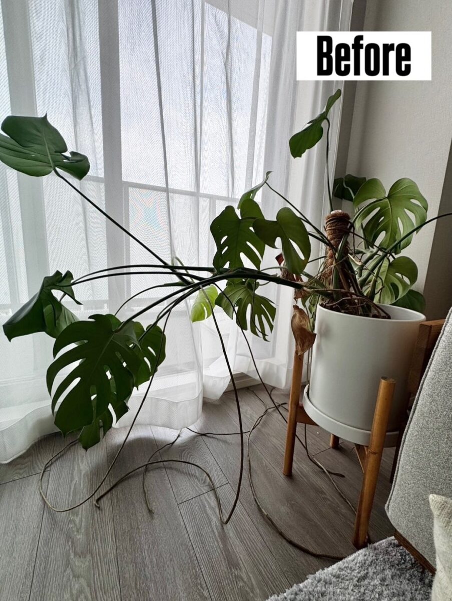 出張メンテナンス(モンステラ仕立て直し) | 大阪市福島の観葉植物